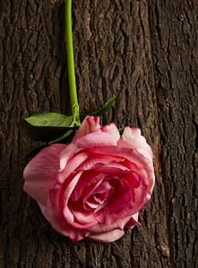 AbiFlowDec15_007_0263_1024x1024